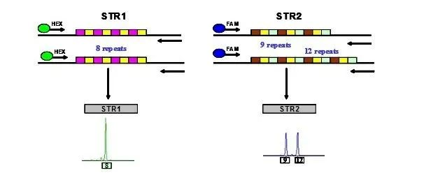 森貝伽生物：STR鑒定，為您的細(xì)胞提供身份證明